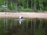 IMG 1676  Begyndelse af Juni..Hap' har først lige lært at svøme lidt/turde gå i frivilligt i uden 'lokkedue'