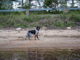 IMG 1685  Flot gået hund, det var 2 stykker på end 30m og 50m