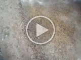 VIDO0091  Video Juli..nu øver vi at hente due i vand..han kan svømmer fint og henter.. men er stadig meget tøvende med at gå i