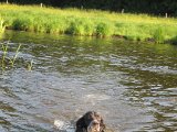 IMG 1713  fint svøm hund