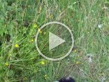 PAEG0002  Happy ude efter kanin .. hop hop hvem? afprøver nye actioncam .. hmm lyd skal justeres op/billede rigtig fint.. UPS  Hap' TAR KANIN !!! super
