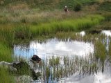 IMG 2408  VANDHUL = køl af makker .. alle hunde går direkte i for at køle