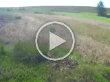 PAEG0010  Happy langt slip ned ad bakken nede i lunden følger Hap' efter Jane's hund der i medvind støder fugl op.. men Hap' forsætter /&¤#/#¤ efter dem