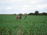 IMG 2679  Vi missde fugelnde.. næste hodl forsætter på marken