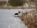 IMG 1136  Så er der kommet lidt aftryk af kong vinter..prøver med snudesele på. for at få han at være opmærksom på det jeg vil = begrænset succes..flået 3 af dem istykker i løbet af en uge el lign