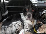 IMG 2612  jamme 'tossehund' du fik sgu en 2nde pæmie i ÅK!. Super situation..det der trak ned var flagrende/mangende søgs oplæg i slip 3 (og tildels i slip 1)