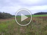 PAEG0046  Happy slippes umiddlebart efter på skrub på anden side af 'Hunters' læhegn..der gør han nogenlunde..ellers er ham meget 'tam ' i alt åben mark (nok trænet for meget kontakt/korthold med ham..men det skal jeg jo bruge i 'ulveskoven' Sverige)