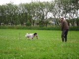 IMG 1728  ja andre hunde kan tage kanin.. hvorfor dælen vil Hap'  ik'?