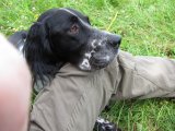 IMG 1925  Såen døjti hund så kan der slappes lidt af mens de andre tager kanin
