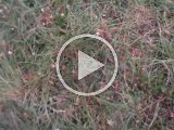VIDO0099  Video, vores tur på kanin..han går lige ud og Og OG han TAR' DEN!!!..puh..det er først gang han tager en 'fremmed kanin'..det har hjulpet at have fat i ham her til morgen og fortælle hvad jeg ville have der skulle ske (for øvelserne kan han jo ..)