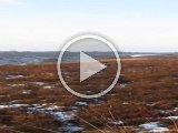 MVI 1148 cw  Ja se hvor han går? .. uden for kamera rækkevidde!!