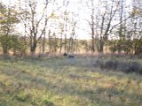 IMG 2893  OK helt henne ved hegnet .. han elsker krat/hegn .. den kratlusker