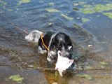 IMG 1509  Ja da hund der er små chancer nu .. vi har af vild satsning meldt os til apportpørve på Gilmosegård om godt en måned!