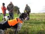 IMG 2642  Happy vil gerne ud igen .. rolig hund... lad andre komme til..vi har signal vest på så er chance for at synes hvis han går i krat