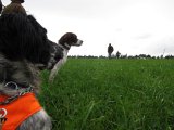 IMG 2649  marktræning og hunde