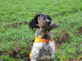 IMG 2656  Hund og jeg var lid forvirrede mht apport..(vi har også diskuteret hvad han må/ikke må).-..men her er hans ny glans billede..så kan du måske godt blive jagthund køter?