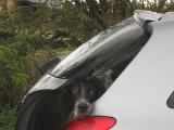 IMG 2658  Hap' vil gerne ud igen