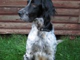 IMG 2663  Nøj Køter..Skytterne voterede..de mente Happys situation var den bedste på dagen ..så Happy fik Kruses/Nickis træfad (fra Svenske Pointerklub)..Døjtiii hund