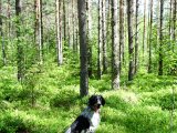DSC00914  Flot hund i flot skov