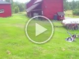 PAEG0188  henne ved Martins gård = får..han er kun perfifert intersseret .. men også det skal pilels af ham har jeg hørt