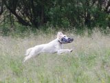 IMGP1757  JAAHUUU den kan springe endnu vildere