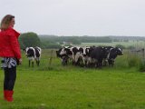IMGP1410  Hvad skal dommeren stille op med de sortbrogede ..de har rødt bånd (se tråden)!!