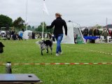 DSC00986  Line får Happy til gå rigtig flot