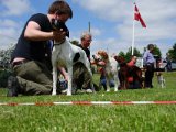 DSC01122  5x engelsk i 'best in show' på 'startstregen' til deres 'travtur'