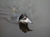 DSC00726  så er vi der næsten..døjti hund