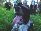 DSC01187  kanin .. hvad er det?? KNOLD HUND!! nægete at jkendes ved og kørt bare i kant af mark for at undgå = jeg stoppe det fjolleri = roger over out TOSKhund!