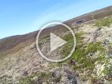 PAEG0201 1  dælme langt han går .. men han kigger efter en gang imellem og lystrer også fløjte (i hvertfald slip 1 og 2..3rn blev derimod 'katastrofe')