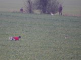 IMGP2179  Happy og makker har fært .. fugl .. de letter og Hapopy kanlder TOTALT ud .. preller som ind i H langt LANGT efter.. ingen fløjte eller noget hjæper .... total ulydig pishund