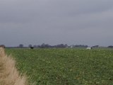 IMGP2183  her kommer nogen af dem op over bakkekammen