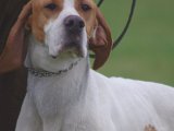 IMGP2199  og hund