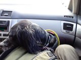 DSC02379  i bilen er han tam den dævel