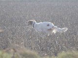 IMGP2221  lidt modlys hund