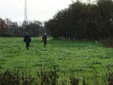 DSC03932  Hap' er ude med slipmakker markerer først for noget. Hap' gjorde ok .. og havde stand samme sted = intet, men de andre sagde en Fasan havde lettet ikke så langt der fra .. så nok ret frisk fært