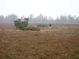 DSC02367  Pouls ene hund .. der var noget .. men hvad