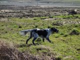 DSC02421  høns tæt på nyanlagte vej.. jo da viser siug  de her tit