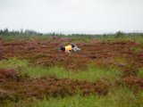 DSC03546  søger engtlig stort og fint .. MEN preller så på en høne der letter &%¤&#%¤