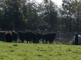 IMGP4204  Bison