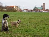 DSC04619  . og direkt ud til eng hvor der kan luftes.. her til aften et er fint
