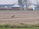 IMGP3275  en enkelt der halter efter.. ser lidt skadet ud