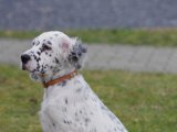 IMGP3290  hvalpen er vist afkom fra en af Mettes hunde
