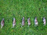 DSC05475  De fældede høns og Hap' har haft en af dem i 'kæften' .. alt for hurtigt desværre.. super flot dag godt humør og Hap' viser han kan noget hvis han bare kan 'dy' sig på de kritiske tidspunker