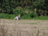 IMGP3915  puff flakse flakse .. stå .. den løb ind i høns på dårlig vind ..det var synd det ikke lykkedes