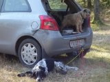 DSC04496  ja LØBE det kan han, STORT selv her i skoven (men faktisk 'kort' iforh. til hvordan han kan gå i mark/fjeld) ..det imponerede ikke dommeren .. MEN han gik ikke af hånd/ holdt kontakt og kom forbi med 2-3min intervaller..gik bare for langt ud og dækkende ikke terræn godt nok for snepper