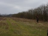 DSC04423  Hap' slippes mod Eto og starter fint..men kommer tilbage og slår sving ind mod hegn i god fart og støder høns. Hap' stopper ikke prompte, men accellerer heller ikke .. bare lader farten traves af og i stop efter ca 40m ( jeg tror ikke han havde fært af dem ført de fløj op, men for dommer ser måske lidt ud som forsætlig prell). Hap' ender dog på 2den præmie idag!. Her Allans to hunde markere samme sted HAp' fik dem på vingerene