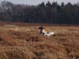 IMGP4423  Happpy holder dampen oppe mesten dels - dog lidt mere busk og markerig nu, er jo ingen fugle ud over  en sjælden gang i mellem en hedeugle