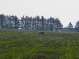 IMGP5437  .. desværre ikke i skudet